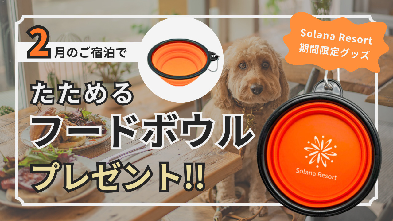 【なくなり次第終了】新登場ワンちゃん用グッズプレゼント！